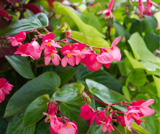 Begonia Dragon Wing - Hanging Basket