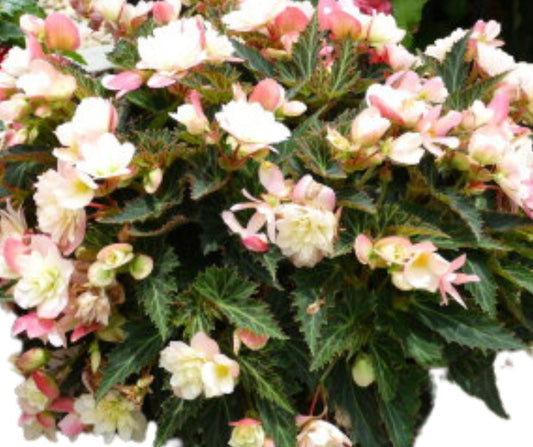 Begonia I'conia Stand Alone - Hanging Basket