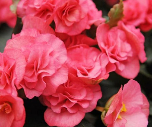 Begonia Nonstop