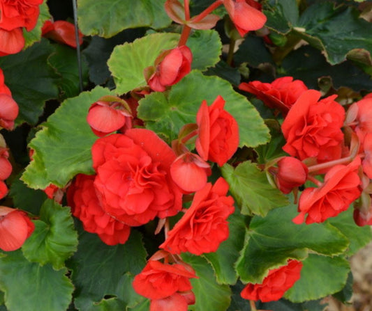 Begonia Rieger - Hanging Basket