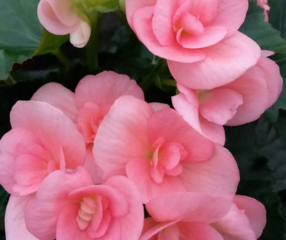 Begonia Rieger - Hanging Basket