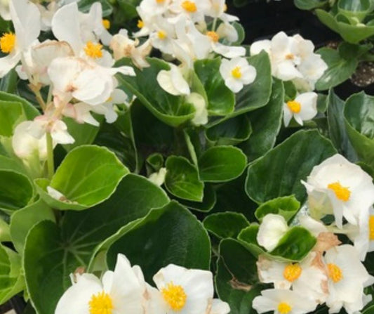 Begonia Top Hat