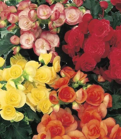 Begonia Rieger - Hanging Basket