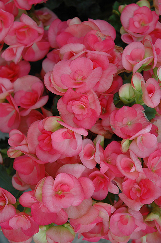 Begonia Rieger