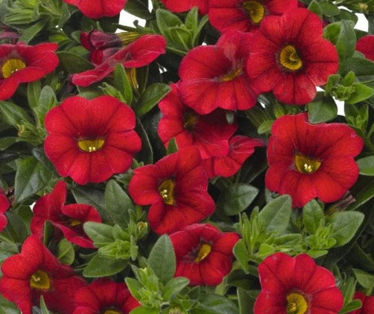 Calibrachoa Aloha Kona