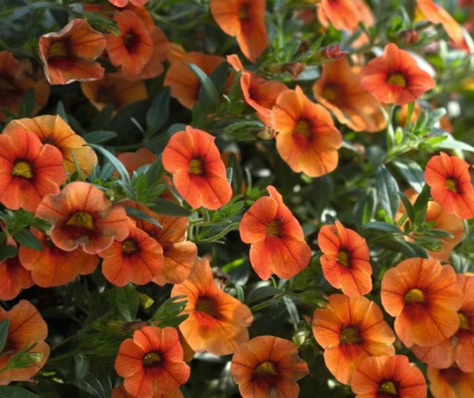 Calibrachoa Aloha Kona