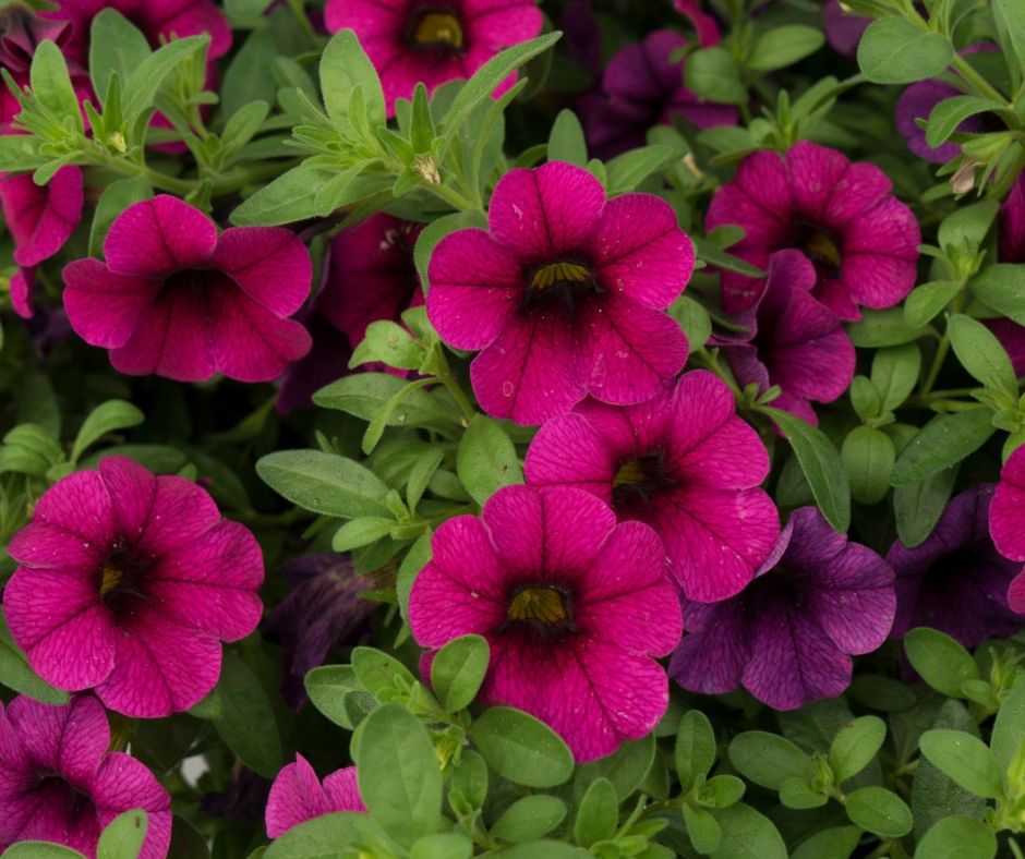 Calibrachoa Aloha Kona