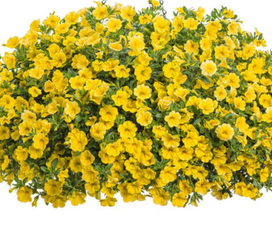 Calibrachoa Superbells - PW - Hanging Basket