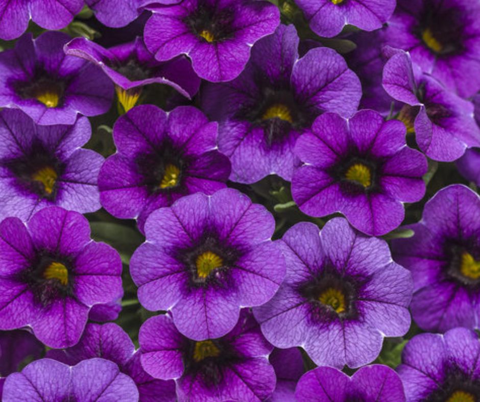 Calibrachoa Superbells - PW - Hanging Basket