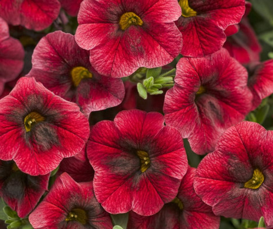 Calibrachoa Superbells - PW - Hanging Basket