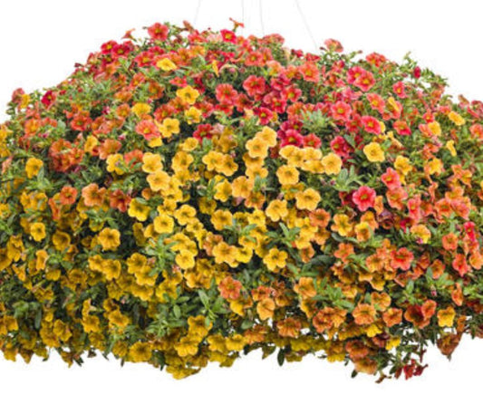 Calibrachoa (Trilogy) - Hanging Basket