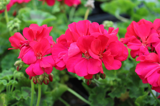 Geranium - w/Spike & Vinca - Patio Pot
