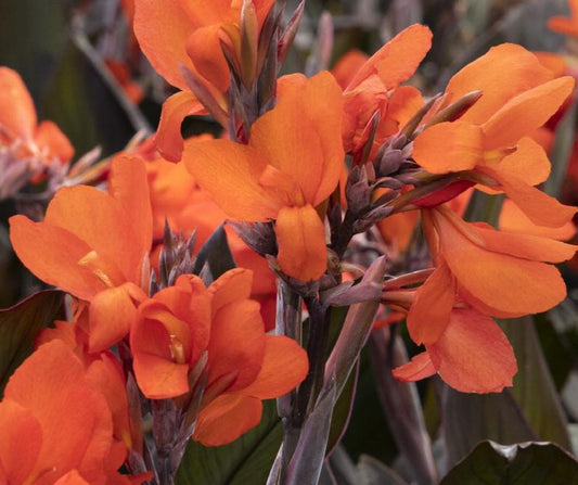 Canna Lily