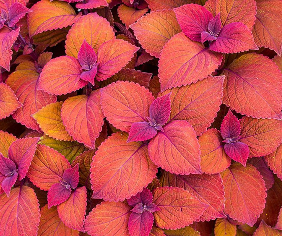 Coleus - Patio Pot