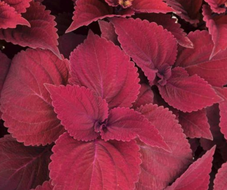 Coleus Vigorous