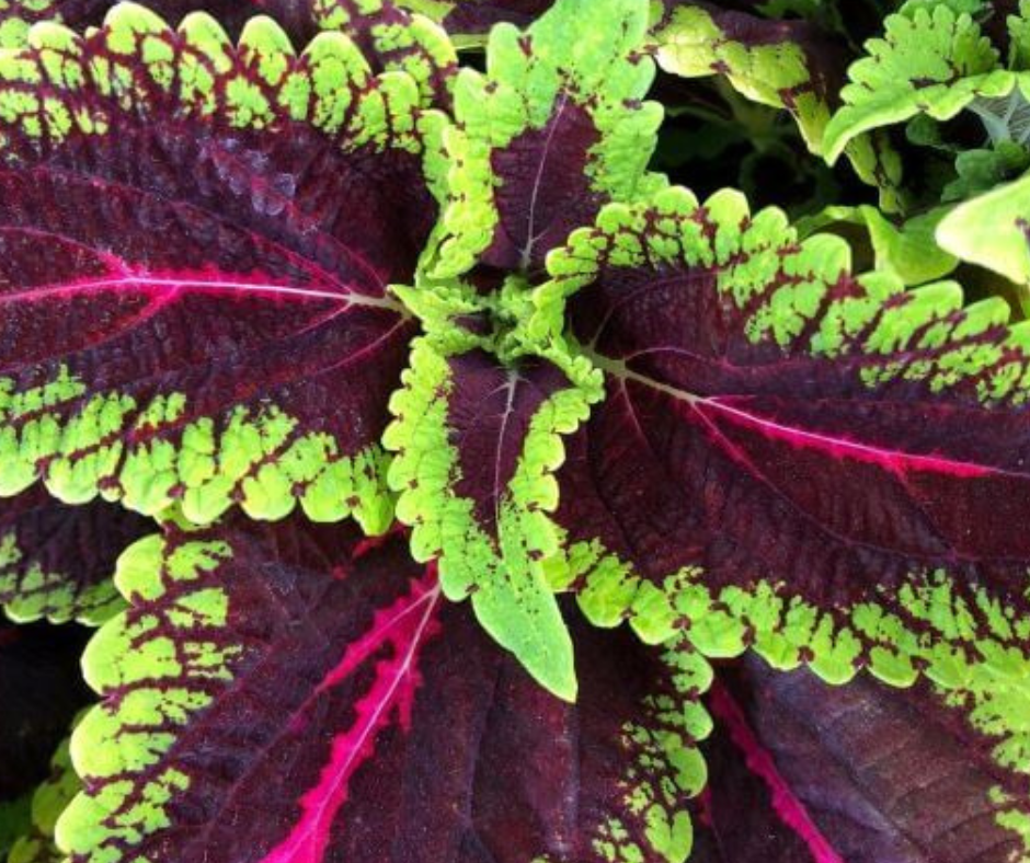 Coleus Vigorous