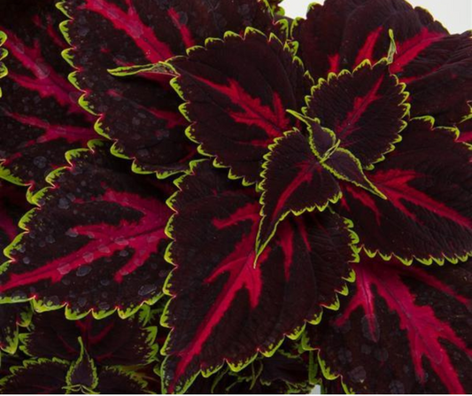 Coleus Compact