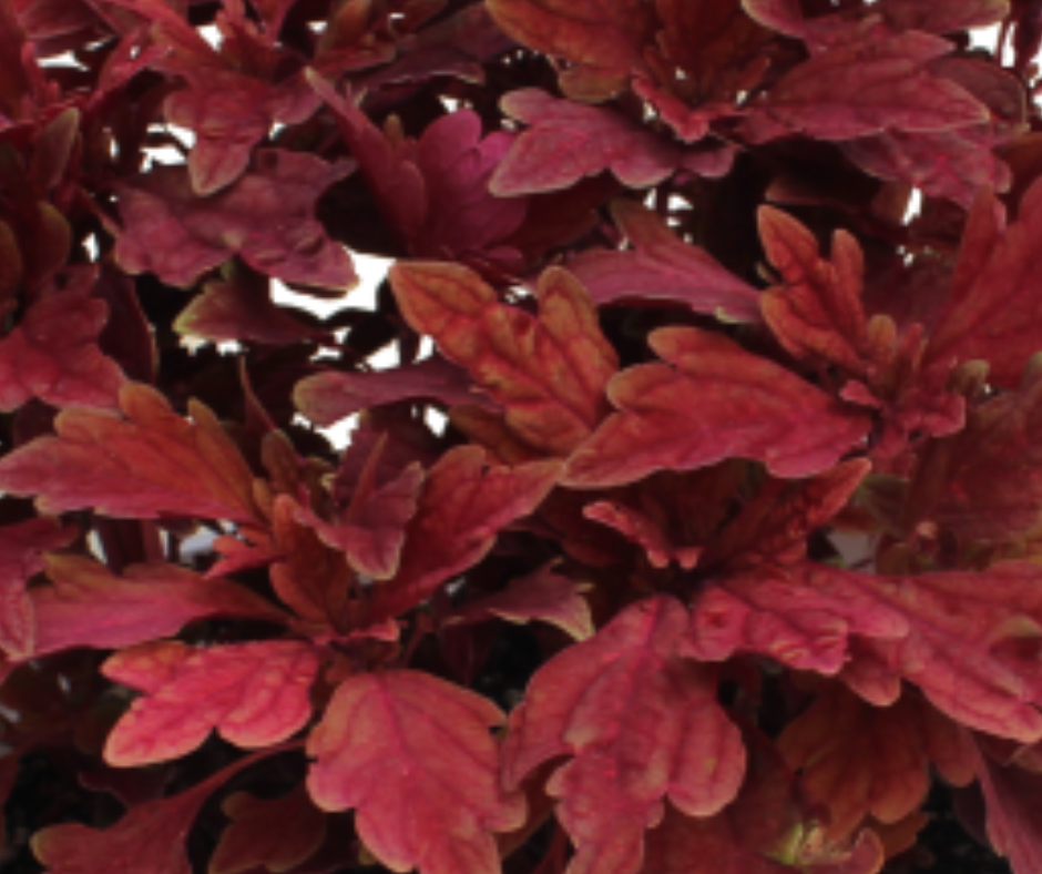 Coleus Compact