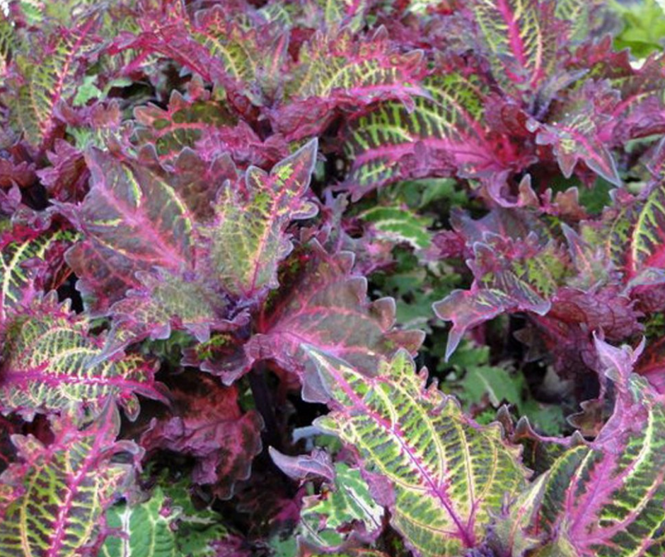 Coleus Medium