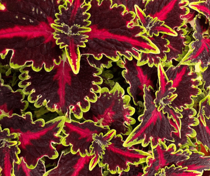 Coleus Medium