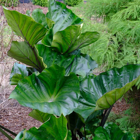 Colocasia