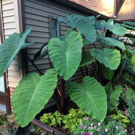 Colocasia