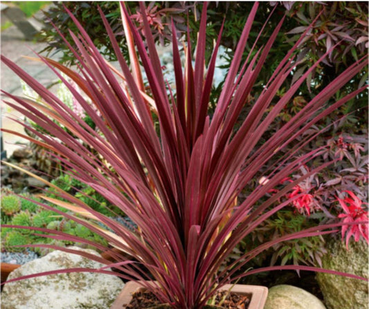 Cordyline Red Star