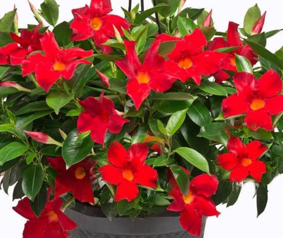 Dipladenia - Hanging Basket