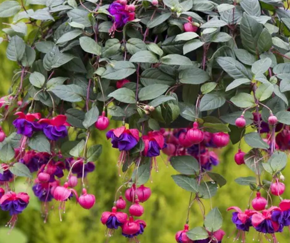 Fuchisa - Hanging Basket