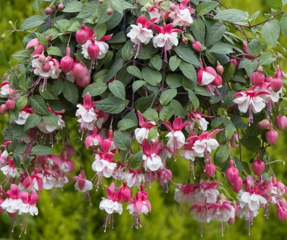 Fuchisa - Hanging Basket