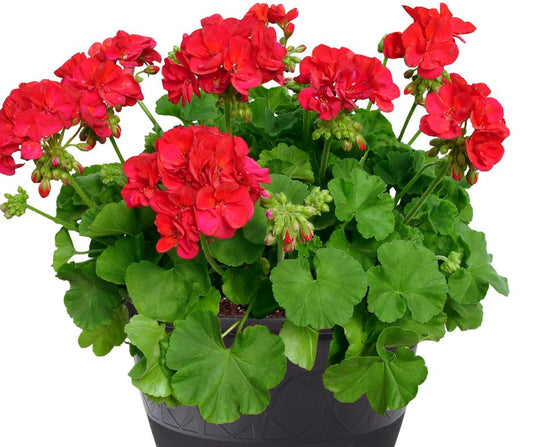 Geranium - Patio Pot