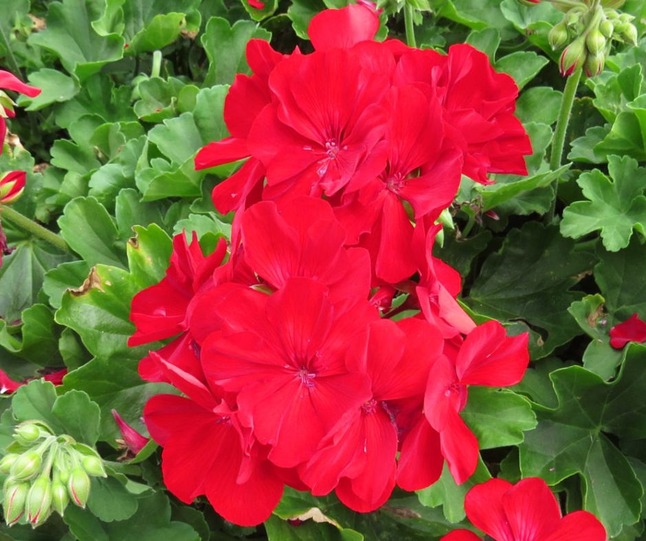 Geranium