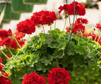 Geranium - Hanging Basket