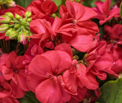 Geranium - Hanging Basket