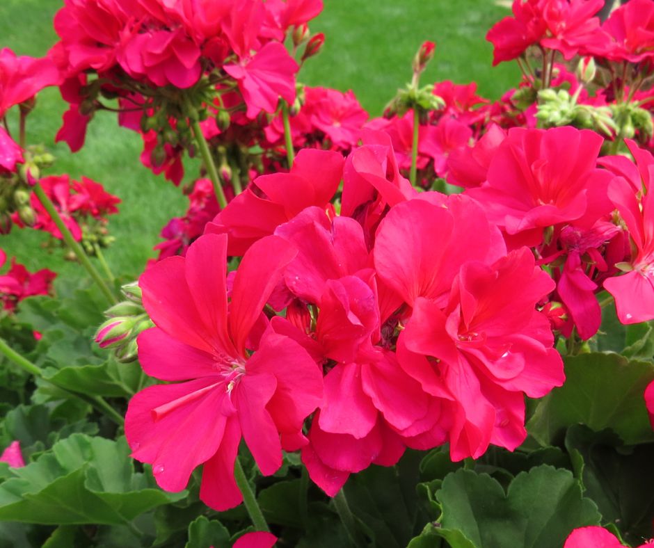 Geranium - Hanging Basket