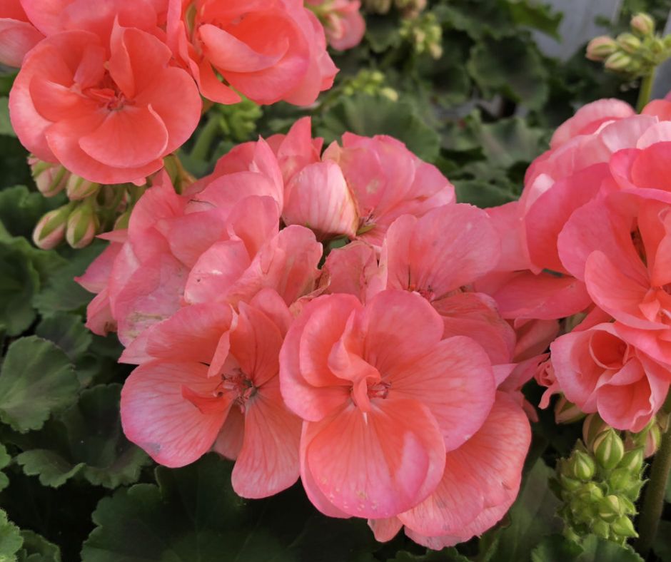 Geranium - Hanging Basket