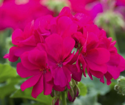 Geranium