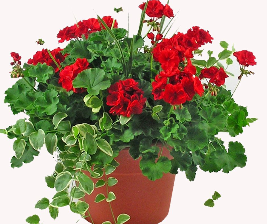 Geranium - w/Spike & Vinca - Patio Pot