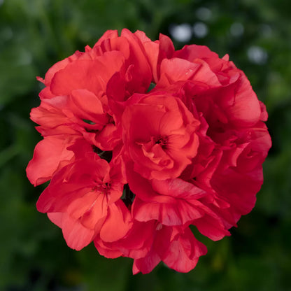 Geranium - Hanging Basket