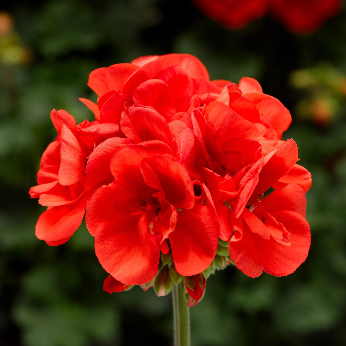 Geranium - Hanging Basket