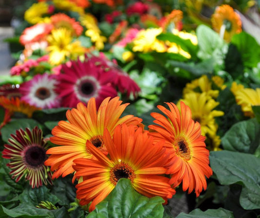 Gerbera's