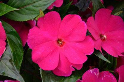 Impatien - New Guinea Magnum - Hanging Basket