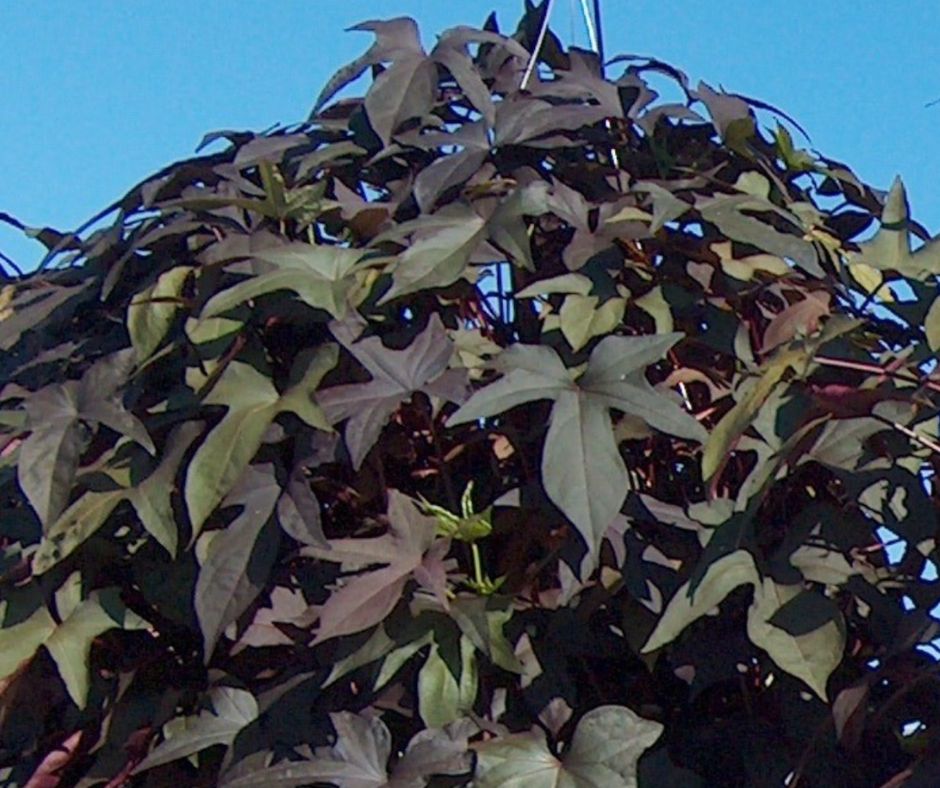 Ipomoea - Hanging Basket