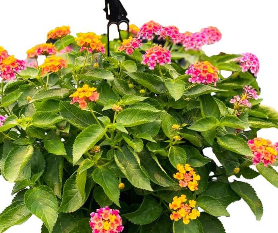 Lantana Havana - Hanging Basket