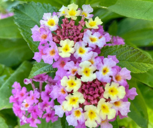 Lantana