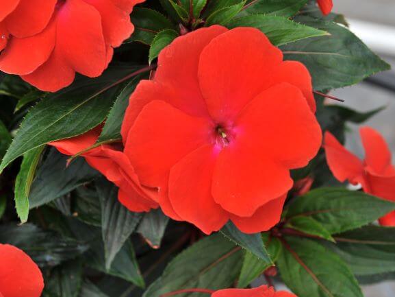 Impatien - New Guinea Magnum - Hanging Basket