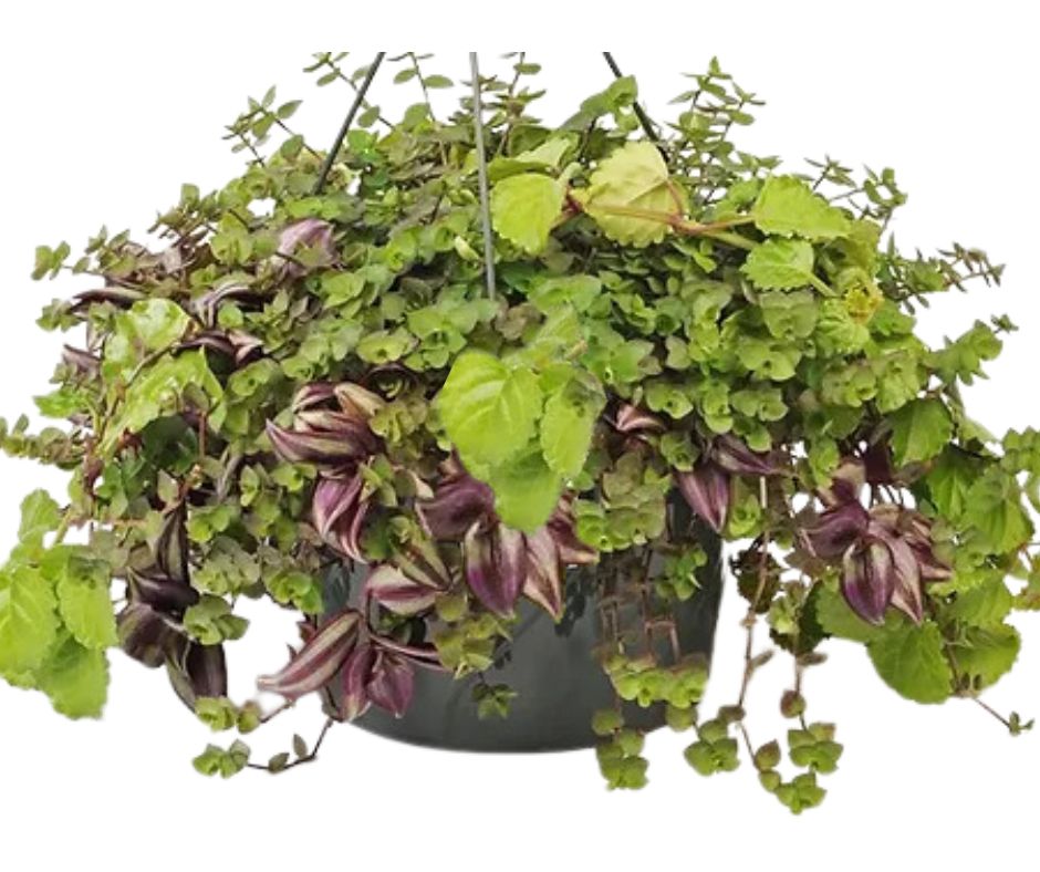 Mixed Greens - Hanging Basket