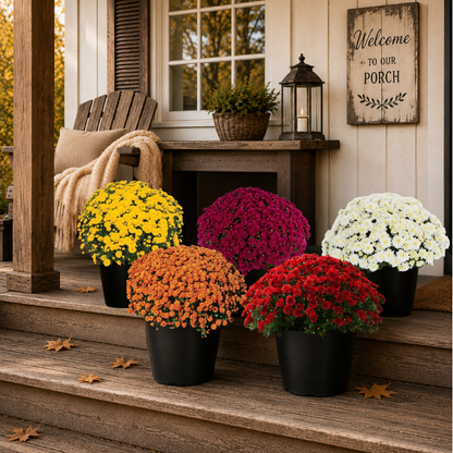 10" Potted Mum -  5 color options