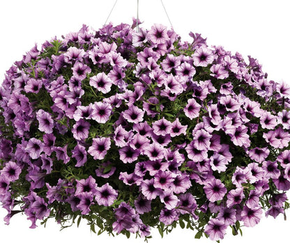 Petunia - Supertunia - PW - Hanging Basket