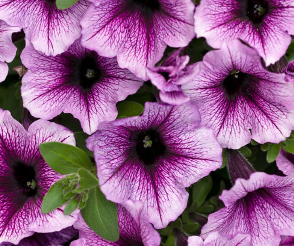 Petunia - Supertunia - PW